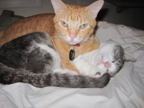 Picture of a cat / kitten / feline