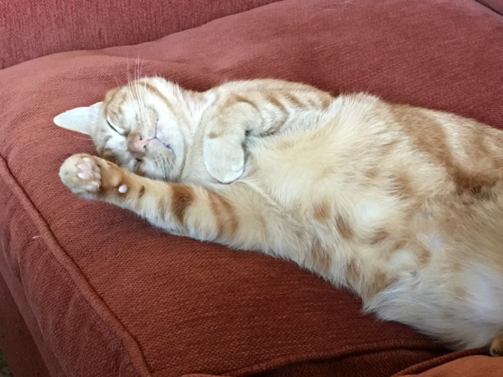 Picture of a cat / kitten / feline