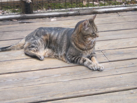 Picture of a cat / kitten / feline