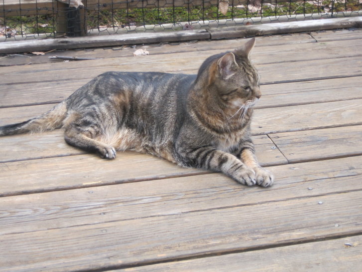 Picture of a cat / kitten / feline