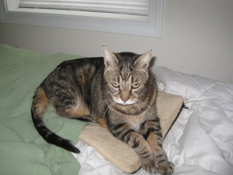 Picture of a cat / kitten / feline