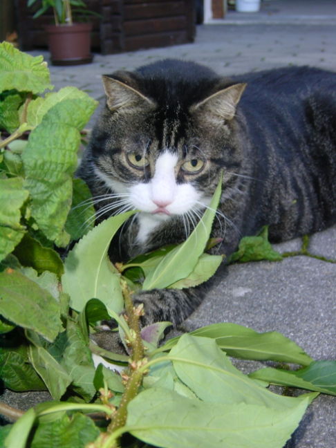 Picture of a cat / kitten / feline