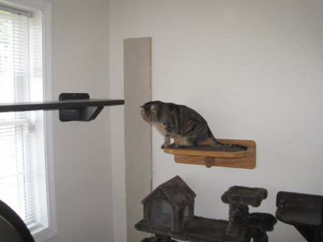 Picture of a cat / kitten / feline