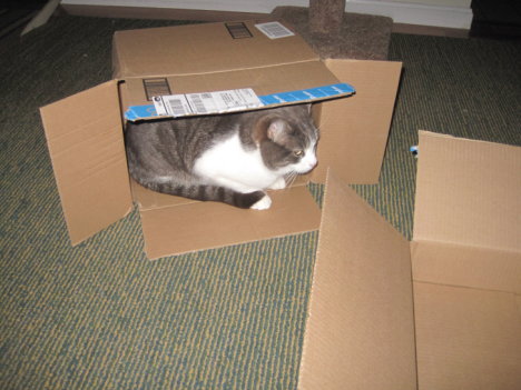 Picture of a cat / kitten / feline