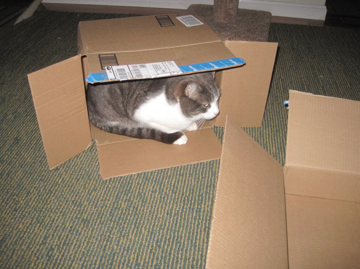 Picture of a cat / kitten / feline