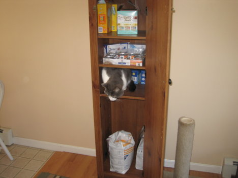 Picture of a cat / kitten / feline