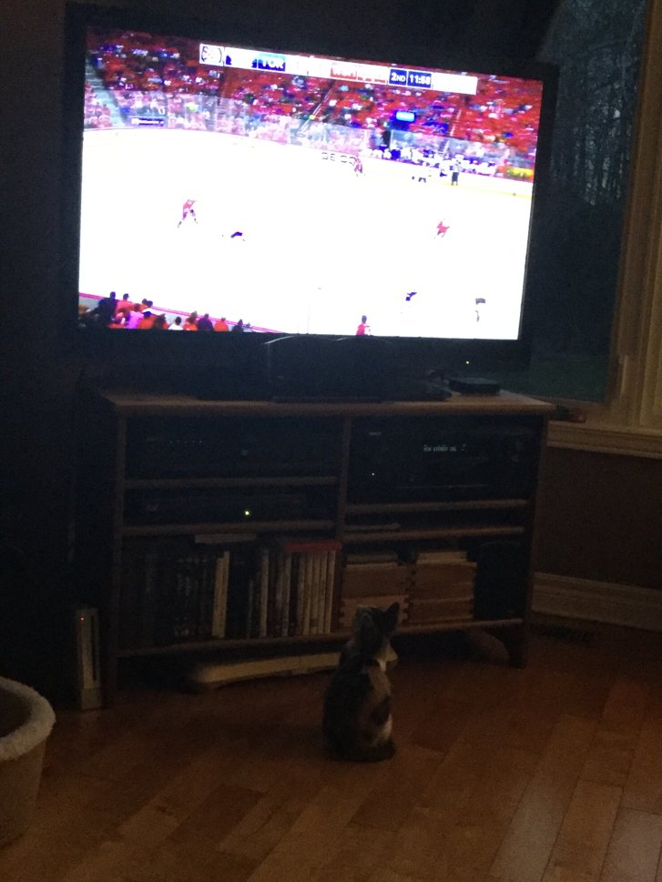 Picture of a cat / kitten / feline