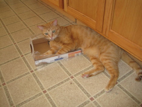 Picture of a cat / kitten / feline