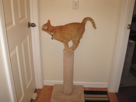 Picture of a cat / kitten / feline