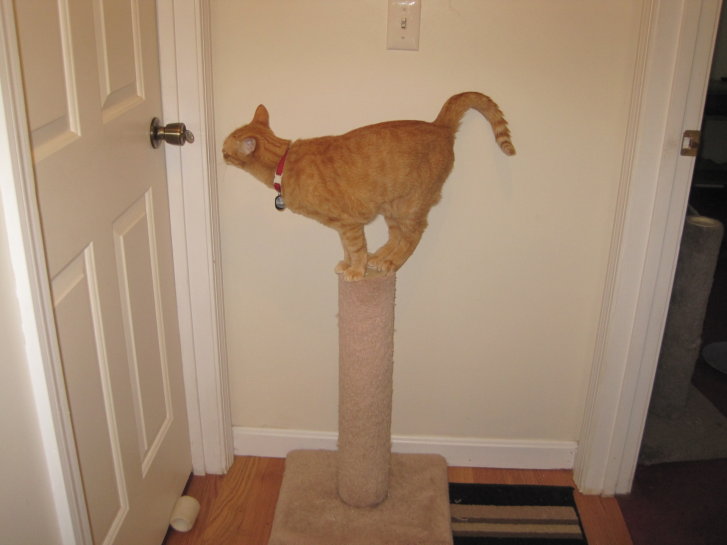 Picture of a cat / kitten / feline