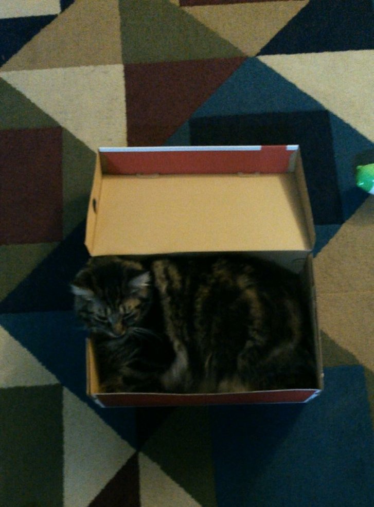 Picture of a cat / kitten / feline