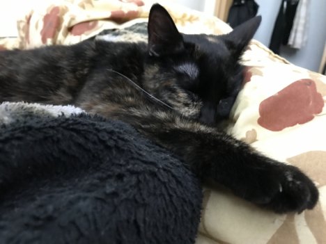 Picture of a cat / kitten / feline