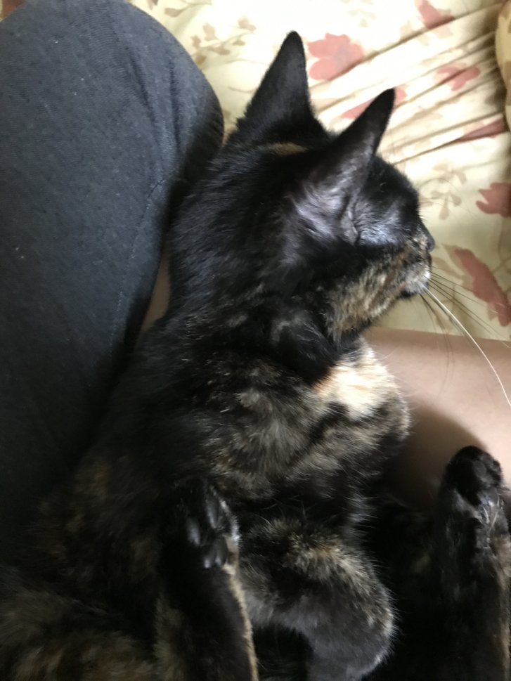 Picture of a cat / kitten / feline