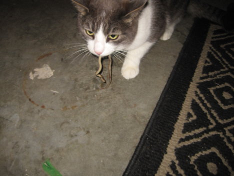 Picture of a cat / kitten / feline