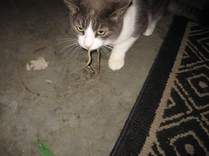 Picture of a cat / kitten / feline