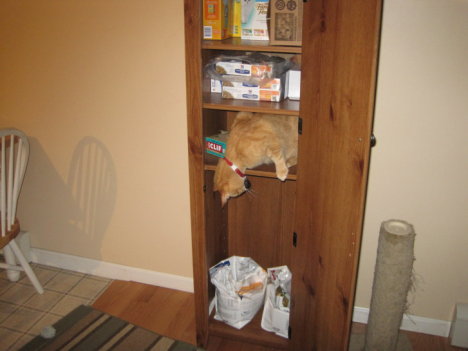 Picture of a cat / kitten / feline