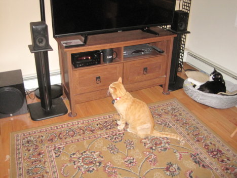 Picture of a cat / kitten / feline