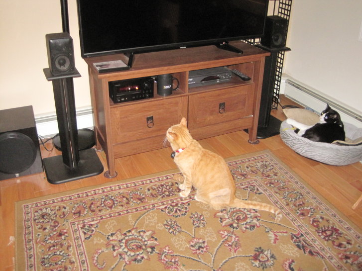 Picture of a cat / kitten / feline