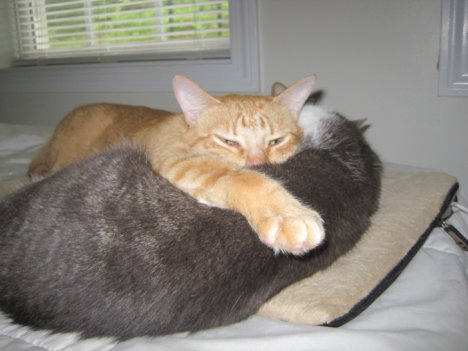 Picture of a cat / kitten / feline