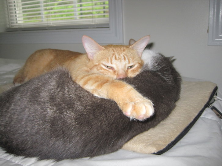 Picture of a cat / kitten / feline