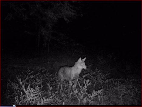 Picture of a cat / kitten / feline