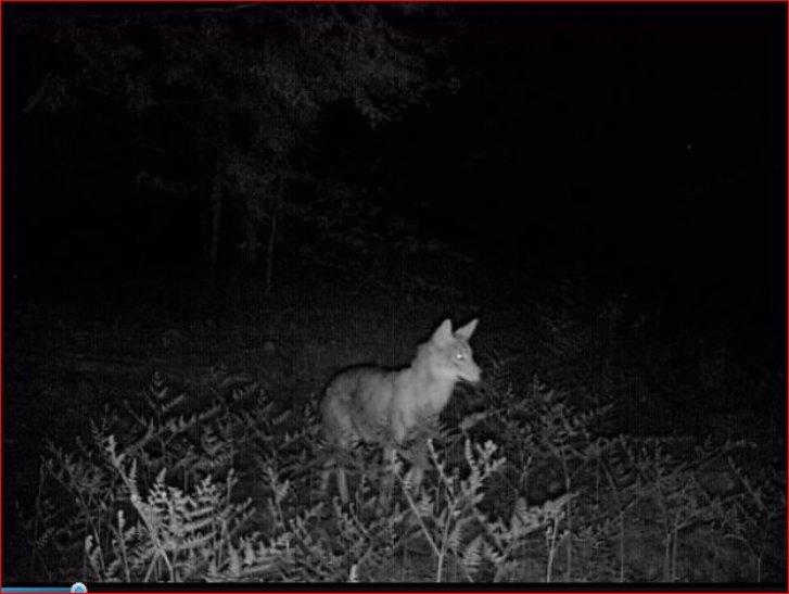 Picture of a cat / kitten / feline