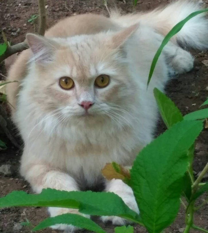 Picture of a cat / kitten / feline