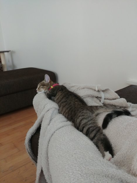 Picture of a cat / kitten / feline