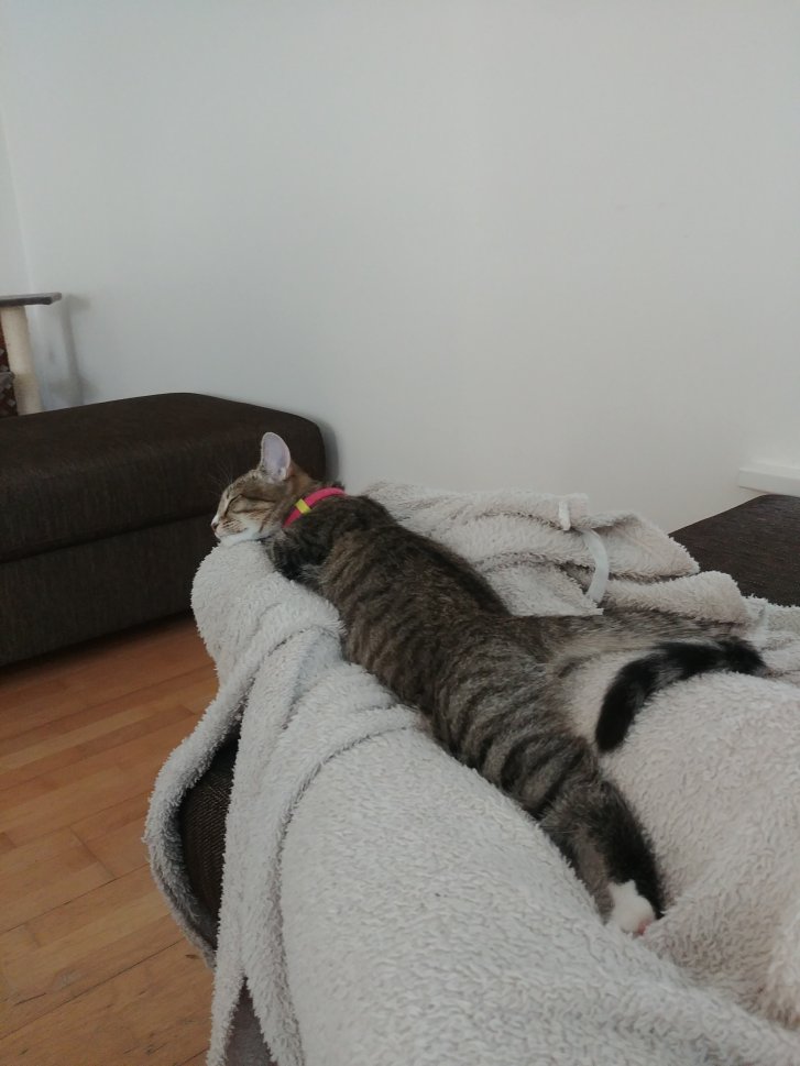 Picture of a cat / kitten / feline