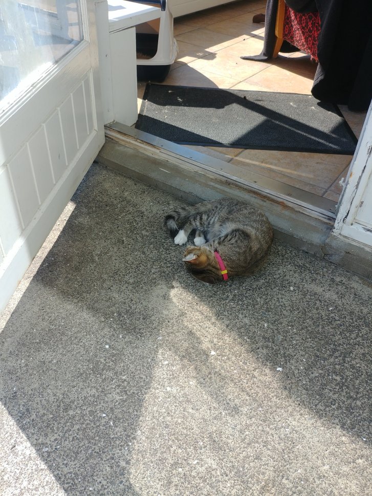 Picture of a cat / kitten / feline