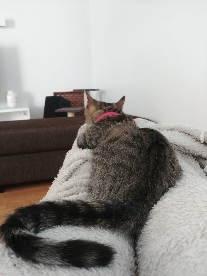 Picture of a cat / kitten / feline