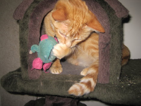 Picture of a cat / kitten / feline