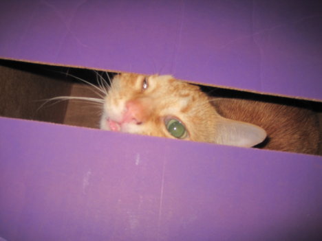 Picture of a cat / kitten / feline