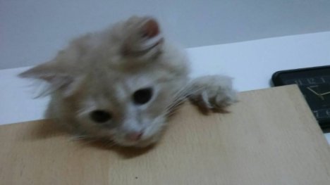 Picture of a cat / kitten / feline