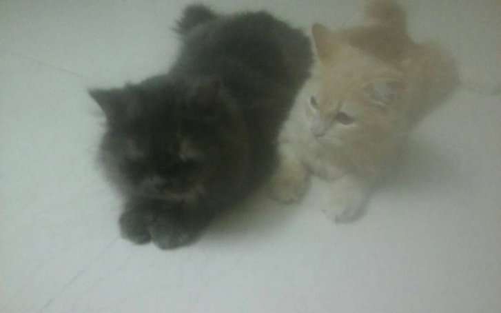 Picture of a cat / kitten / feline