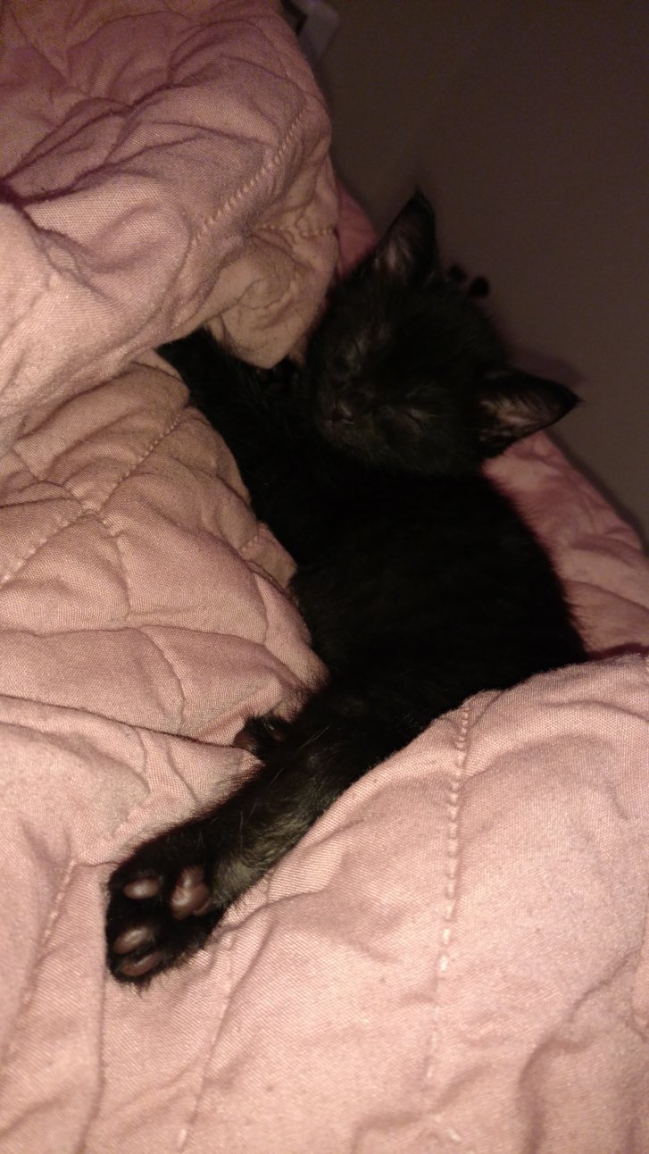 Picture of a cat / kitten / feline