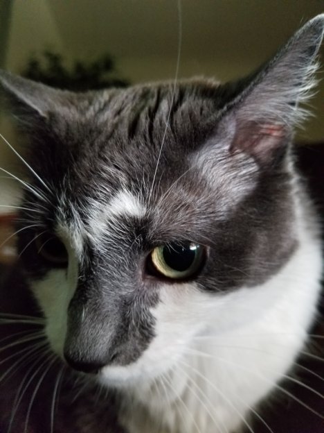 Picture of a cat / kitten / feline