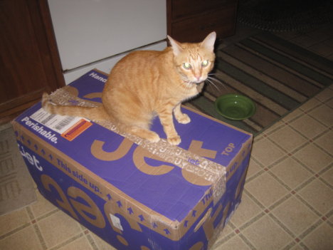 Picture of a cat / kitten / feline