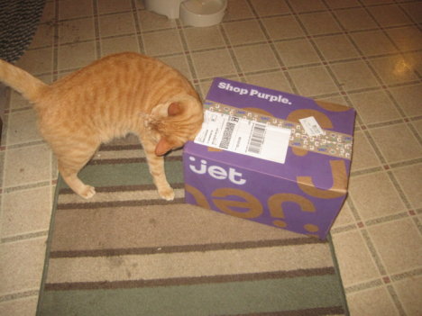 Picture of a cat / kitten / feline