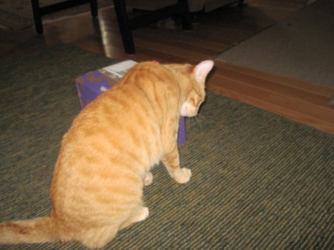 Picture of a cat / kitten / feline