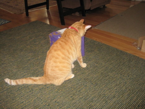 Picture of a cat / kitten / feline