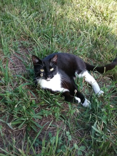 Picture of a cat / kitten / feline