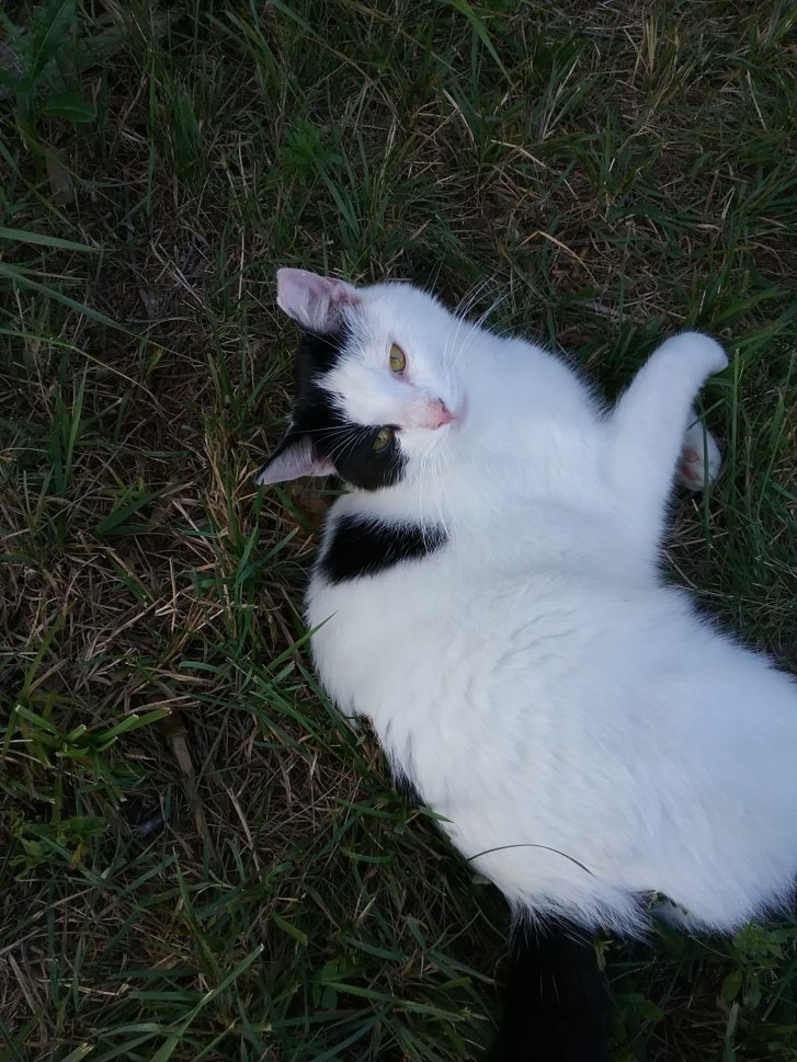 Picture of a cat / kitten / feline