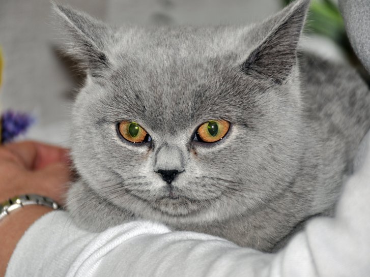 Picture of a cat / kitten / feline