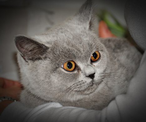 Picture of a cat / kitten / feline