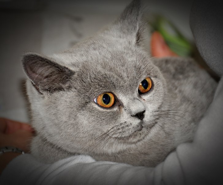 Picture of a cat / kitten / feline