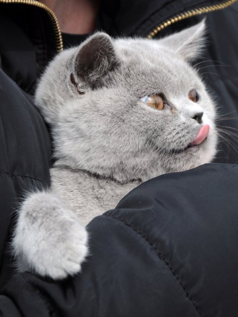 Picture of a cat / kitten / feline