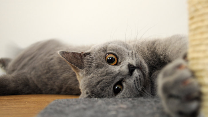 Picture of a cat / kitten / feline