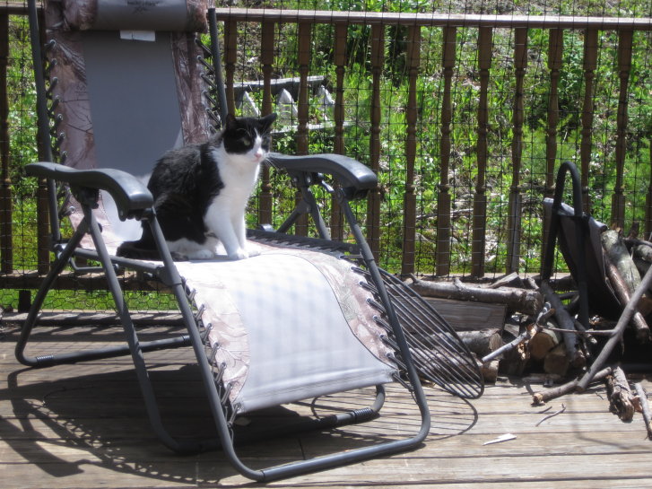 Picture of a cat / kitten / feline