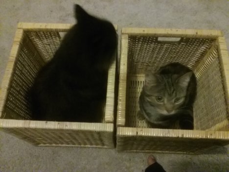 Picture of a cat / kitten / feline